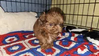 Flame, a male Shih Tzu for sale in Connersville, IN – 4 of 8