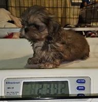 Flashy, a male Shih Tzu for sale in Connersville, IN – 2 of 5
