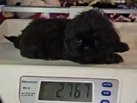 Ash, a female Shih Tzu for sale in Connersville, IN – 5 of 5