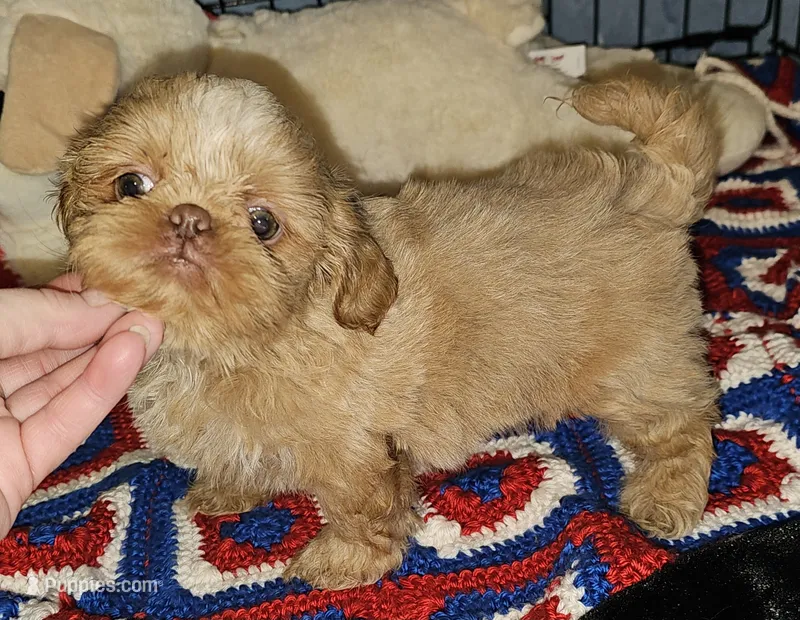 Goldie  – Shih Tzu puppy for sale in Connersville, IN
