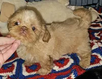 Goldie , a female Shih Tzu for sale in Connersville, IN – 1 of 6