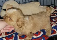 Goldie , a female Shih Tzu for sale in Connersville, IN – 3 of 6