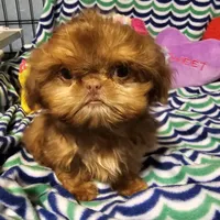 Tiny, a female Shih Tzu for sale in Connersville, IN – Photo 2 of 6