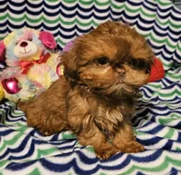 Tiny, a female Shih Tzu for sale in Connersville, IN – Photo 5 of 6