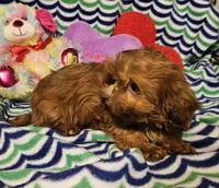 Tiny, a female Shih Tzu for sale in Connersville, IN – Photo 3 of 6