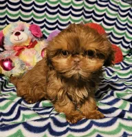 Tiny, a female Shih Tzu for sale in Connersville, IN – Photo 4 of 6
