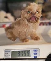 Golden girl , a female Shih Tzu for sale in Connersville, IN – 4 of 6