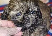 Watson , a male Shih Tzu for sale in Connersville, IN – 8 of 8