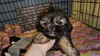 Big Boy, a male Shih Tzu for sale in Connersville, IN – 1 of 5