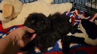 Tiny girl , a female Shih Tzu for sale in Connersville, IN – 2 of 7