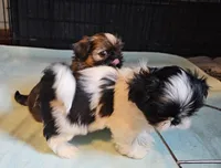 Oreo Akc, a male Shih Tzu for sale in Connersville, IN – Photo 4 of 7