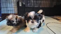 Oreo Akc, a male Shih Tzu for sale in Connersville, IN – Photo 5 of 7
