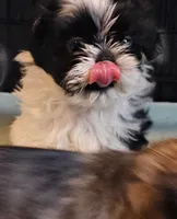 Oreo Akc, a male Shih Tzu for sale in Connersville, IN – Photo 7 of 7