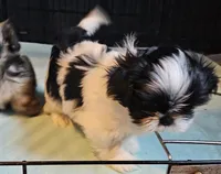 Oreo Akc, a male Shih Tzu for sale in Connersville, IN – Photo 6 of 7