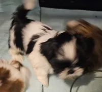 Oreo Akc, a male Shih Tzu for sale in Connersville, IN – Photo 2 of 7