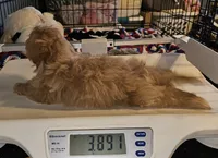 Golden girl , a female Shih Tzu for sale in Connersville, IN – 5 of 6