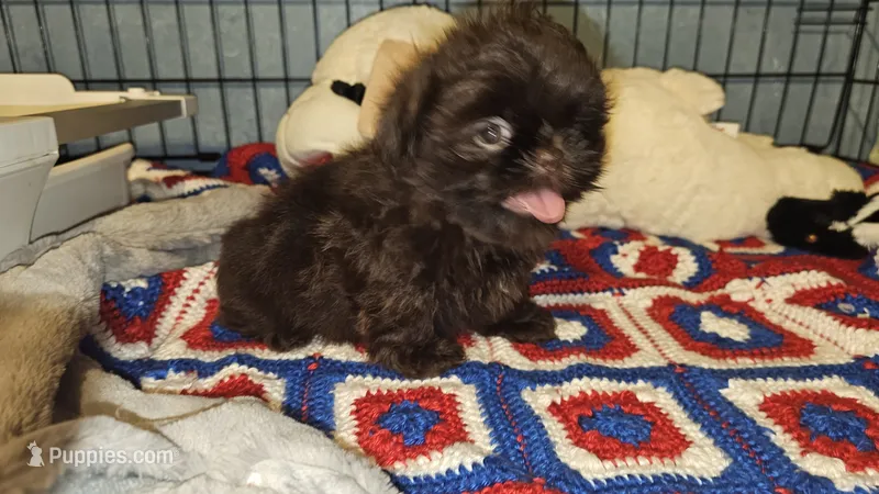 Hershey  – Shih Tzu puppy for sale in Connersville, IN
