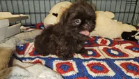 Hershey , a female Shih Tzu for sale in Connersville, IN – 1 of 5