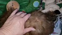 Red Copper , a male Shih Tzu for sale in Connersville, IN – 2 of 6