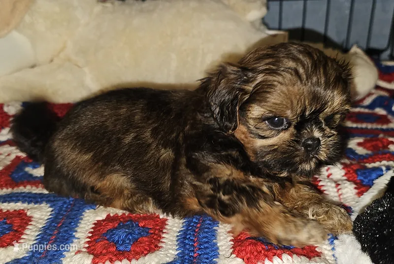 Paisley  – Shih Tzu puppy for sale in Connersville, IN