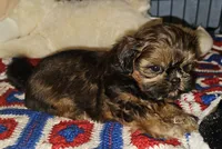 Paisley , a female Shih Tzu for sale in Connersville, IN – 1 of 7