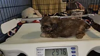 Spunky, a male Shih Tzu for sale in Connersville, IN – 8 of 8