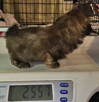 Watson , a male Shih Tzu for sale in Connersville, IN – 5 of 8