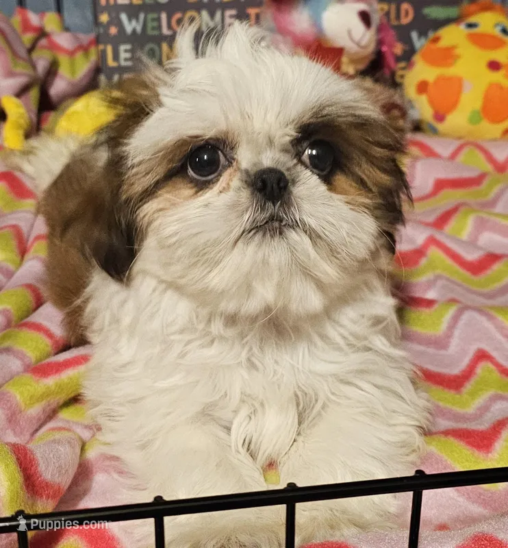 Fancy – Shih Tzu puppy for sale in Connersville, IN