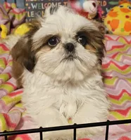 Fancy, a female Shih Tzu for sale in Connersville, IN – Photo 1 of 6