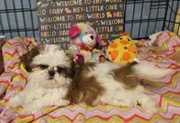 Fancy, a female Shih Tzu for sale in Connersville, IN – Photo 4 of 6