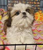 Fancy, a female Shih Tzu for sale in Connersville, IN – Photo 2 of 6