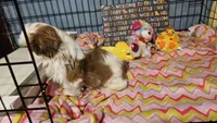 Fancy, a female Shih Tzu for sale in Connersville, IN – Photo 6 of 6