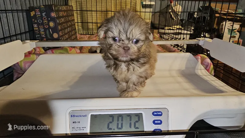 AKC  Cream – Shih Tzu puppy for sale in Connersville, IN