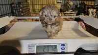 AKC  Cream, a female Shih Tzu for sale in Connersville, IN – 1 of 5