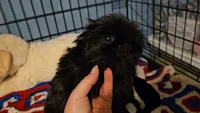 Tiny girl , a female Shih Tzu for sale in Connersville, IN – 3 of 7