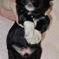 Tootsie, a female Shih Tzu for sale in Connersville, IN – Photo 5 of 5