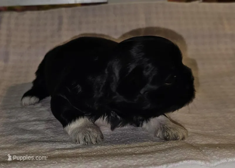 Tootsie, a female Shih Tzu for sale in Connersville, IN – Photo 1 of 5