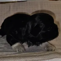 Tootsie, a female Shih Tzu for sale in Connersville, IN – Photo 1 of 5