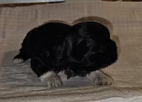 Tootsie, a female Shih Tzu for sale in Connersville, IN – Photo 1 of 5