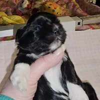 Tootsie, a female Shih Tzu for sale in Connersville, IN – Photo 4 of 5