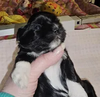 Tootsie, a female Shih Tzu for sale in Connersville, IN – Photo 4 of 5