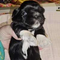 Tootsie, a female Shih Tzu for sale in Connersville, IN – Photo 3 of 5