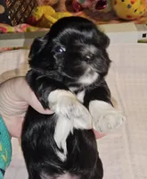 Tootsie, a female Shih Tzu for sale in Connersville, IN – Photo 3 of 5