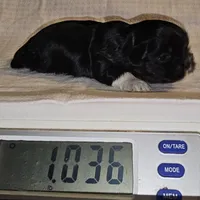 Tootsie, a female Shih Tzu for sale in Connersville, IN – Photo 2 of 5
