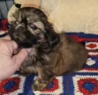 Watson , a male Shih Tzu for sale in Connersville, IN – 4 of 8
