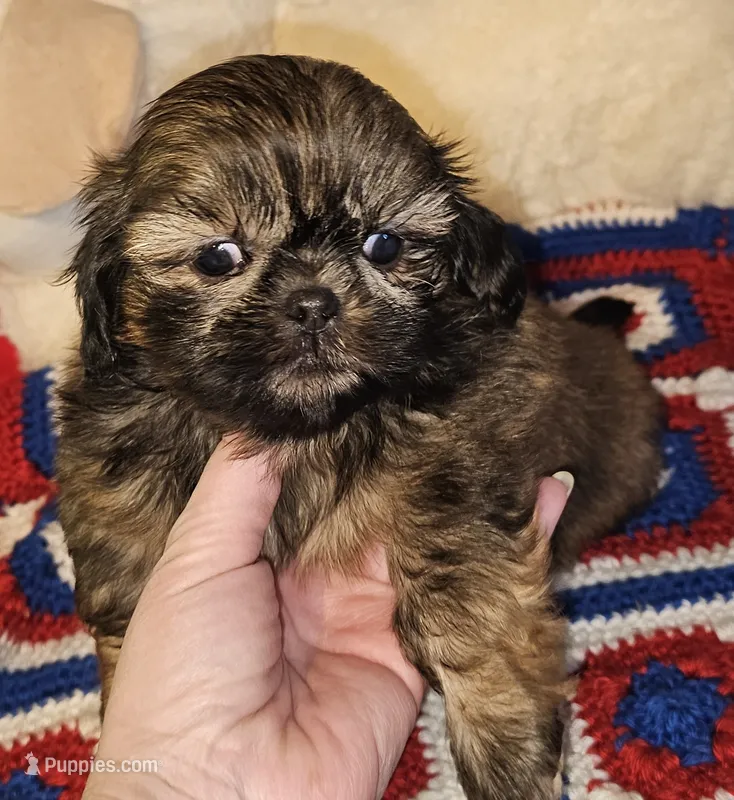 Watson  – Shih Tzu puppy for sale in Connersville, IN