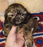 Watson , a male Shih Tzu for sale in Connersville, IN – 1 of 8