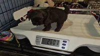 Mocha, a female Shih Tzu for sale in Connersville, IN – 5 of 5