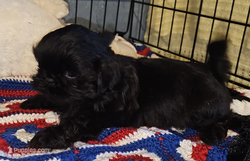 Blackie – Shih Tzu puppy for sale in Connersville, IN