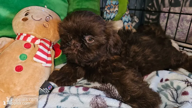 Mocha – Shih Tzu puppy for sale in Connersville, IN